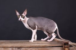 Cornish Rex Cornish Rex