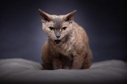 Devon Rex Devon Rex