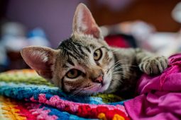 European Shorthair European Shorthair