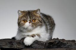 Exotic Shorthair Exotic Shorthair