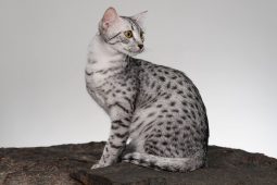 Mısır Kedisi (Mısır Mausu) Mısır Kedisi