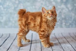 American Bobtail American Bobtail