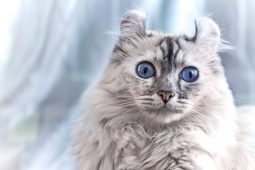 American Curl American Curl
