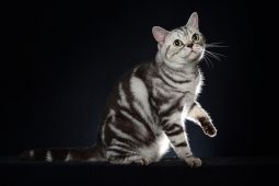 American Shorthair American Shorthair