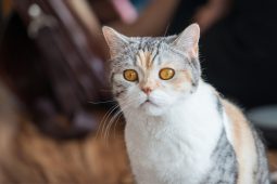 American Wirehair American Wirehair