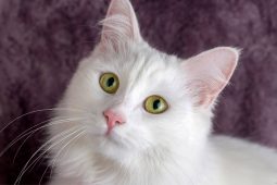 Ankara Kedisi (Turkish Angora) Ankara Kedisi