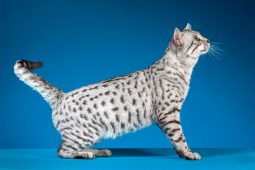 Arap Kedisi (Arabian Mau) Arap Kedisi (Arabian Mau)
