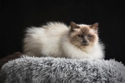 Birman Kedisi Birman Kedisi