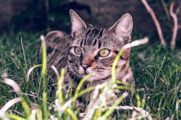 Brazilian Shorthair Brazilian Shorthair