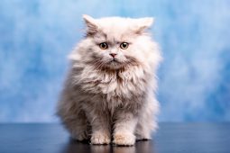 British Longhair British Longhair