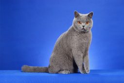 British Shorthair British Shorthair