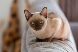 Burmese Burmese