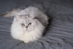 Chinchilla Chinchilla