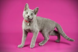 Mavi Rus Kedisi (Russian Blue) Mavi Rus Kedisi