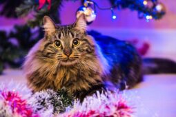 Norveç Orman Kedisi (Norwegian Forest) Norveç Orman Kedisi