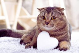 Scottish Fold Scottish Fold