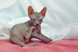 Sfenks Kedisi (Sphynx Kedi) Sfenks Kedisi