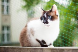 Karayak (Snowshoe Kedi) Karayak
