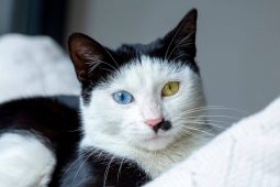 Smokin Kedi (Bicolor Kedi - Tuxedo Kedi) Smokin Kedi