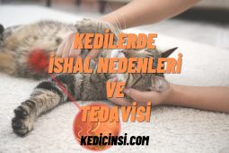 Kedilerde İshal Nedenleri ve Tedavisi Kedilerde İshal Nedenleri ve Tedavisi