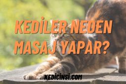 Kediler Neden Masaj Yapar? Bu Sevimli Davranışın Arkasındaki Sırlar Kediler Neden Masaj Yapar? Bu Sevimli Davranışın Arkasındaki Sırlar