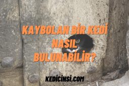 Kaybolan Bir Kedi Nasıl Bulunabilir? Kaybolan Bir Kedi Nasıl Bulunabilir?
