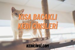 Kısa Bacaklı Kedi Cinsleri Kısa Bacaklı Kedi Cinsleri