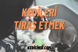 Kedileri Tıraş Etmek: Doğru Bir Yaklaşım Mı? Kedileri Tıraş Etmek