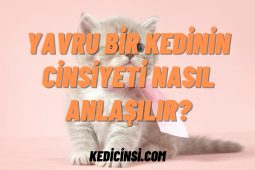 Yavru Bir Kedinin Cinsiyeti Nasıl Anlaşılır? Yavru Bir Kedinin Cinsiyeti Nasıl Anlaşılır?