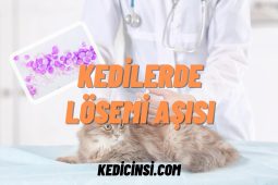 Kedilere lösemi aşısı ne zaman yapılmalıdır? Kedilere lösemi aşısı ne zaman yapılmalıdır?
