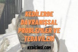 Kedilerde Davranışsal Problemler ve Tedavileri - Semptomlar Kedilerde Davranışsal Problemler ve Tedavileri - Semptomlar
