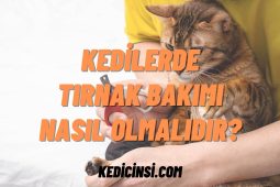Kedilerde Tırnak Bakımı Nasıl Olmalıdır? Kedilerde Tırnak Bakımı Nasıl Olmalıdır?