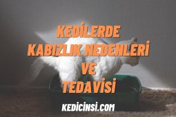 Kedilerde Kabızlık Nedenleri ve Tedavisi Kedilerde Kabızlık Nedenleri ve Tedavisi