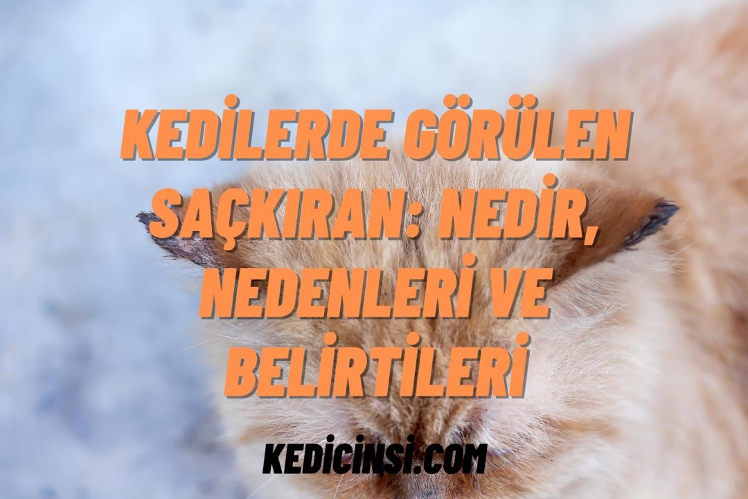 Kedilerde Görülen Saçkıran: Nedir, Nedenleri ve Belirtileri