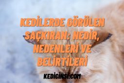Kedilerde Görülen Saçkıran: Nedir, Nedenleri ve Belirtileri Kedilerde Görülen Saçkıran: Nedir, Nedenleri ve Belirtileri