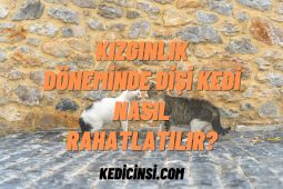 Kızgınlık Döneminde Dişi Kedi Nasıl Rahatlatılır? Kızgınlık Döneminde Dişi Kedi Nasıl Rahatlatılır?