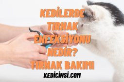 Kedilerde Tırnak Enfeksiyonu Nedir? - Tırnak Bakımı Kedilerde Tırnak Enfeksiyonu Nedir? - Tırnak Bakımı
