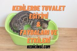 Kedilerde Tuvalet Eğitimi & Faydaları ve Etkileri Kedilerde Tuvalet Eğitimi & Faydaları ve Etkileri
