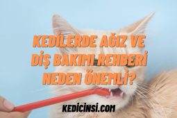 Kedilerde Ağız ve Diş Bakımı Rehberi - Neden Önemli? Kedilerde Ağız ve Diş Bakımı Rehberi - Neden Önemli?