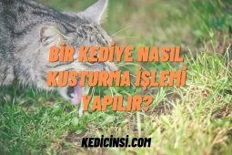 Bir kediye nasıl kusturma işlemi yapılır? Bir Kediye Nasıl Kusturma İşlemi Yapılır?