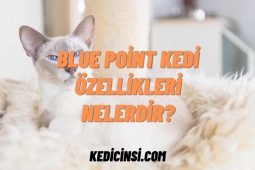 Blue Point Kedi Özellikleri Nelerdir? Blue Point Kedi Özellikleri Nelerdir?