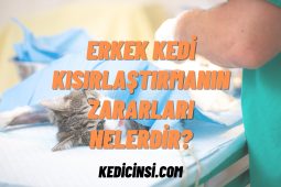 Erkek Kedi Kısırlaştırmanın Zararları Nelerdir? Erkek Kedi Kısırlaştırmanın Zararları Nelerdir?