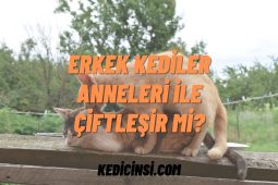 Erkek Kediler Anneleri İle Çiftleşir Mi? Erkek Kediler Anneleri İle Çiftleşir Mi?
