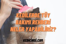 Kedilerde Tüy Bakımı Rehberi - Neler Yapabiliriz? Kedilerde Tüy Bakımı Rehberi - Neler Yapabiliriz?