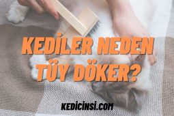 Kediler Neden Tüy Döker? Nasıl Önlenir? Ne Zaman Biter? kediler neden tüy döker