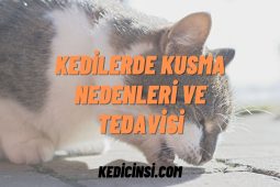 Kedilerde Kusma Nedenleri ve Tedavisi kedilerde kusma nedenleri ve tedavisi
