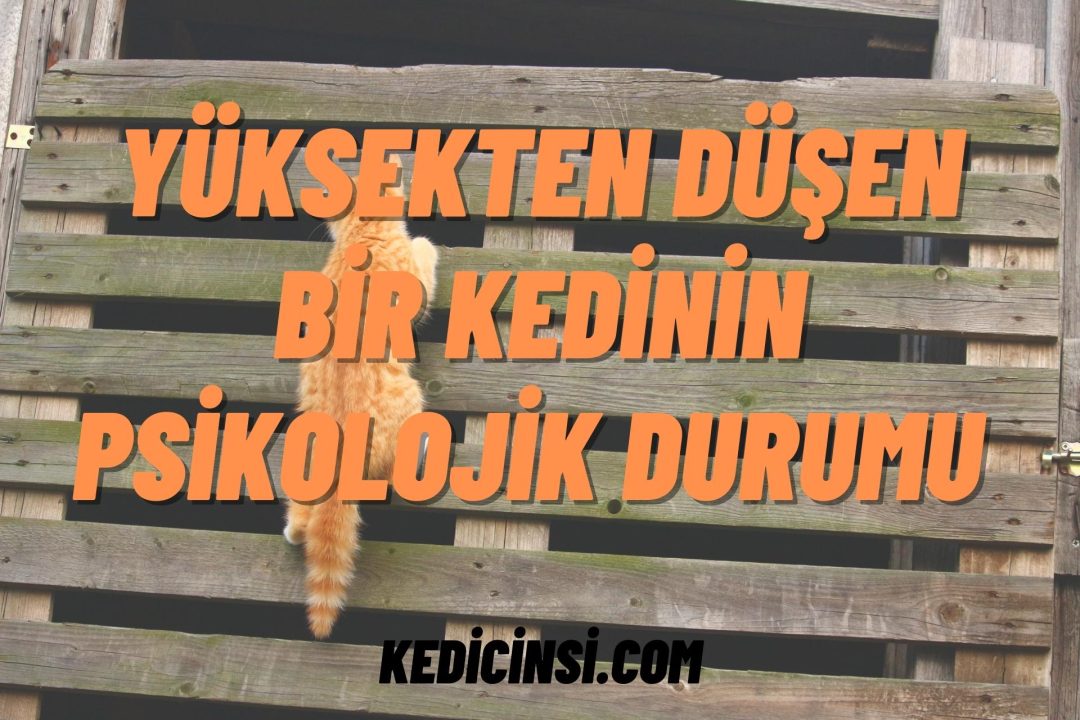 Yüksekten Düşen Bir Kedinin Psikolojik Durumu Nasıl Etkilenir?