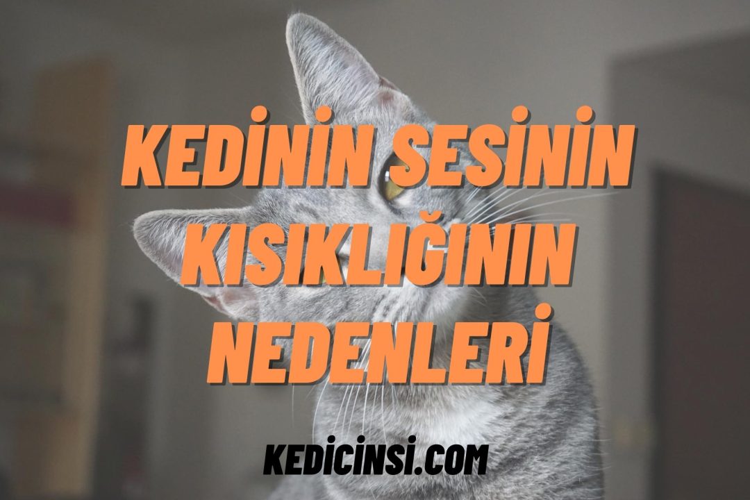 Kedinin sesinin kısıklığının nedenleri nelerdir?
