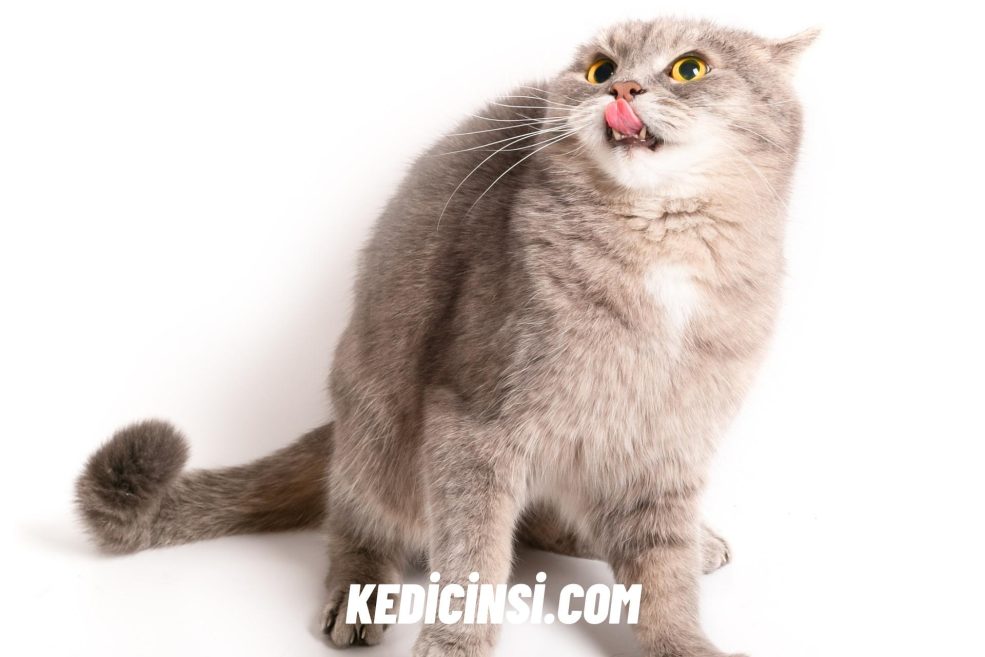 korkmuş kedi