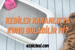 Kediler Karanlıkta Kumu Bulabilir Mi? Kediler Karanlıkta Kumu Bulabilir Mi?